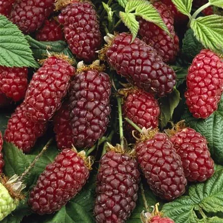 Brombeere 'Thornless Loganberry' Brombeere 'Thornless Loganberry'