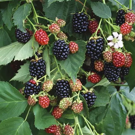 Brombeere Wilsons Frühe' Brombeere Wilsons Frühe'