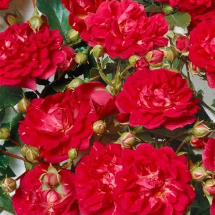 Kletterrose 'Crimson Shower' Kletterrose 'Crimson Shower'