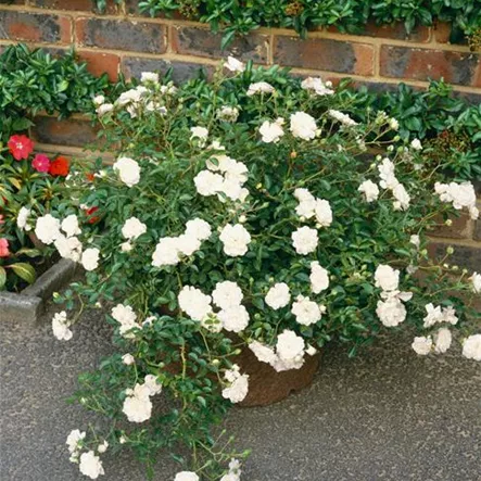 Bodendeckerrose 'Swany'® Bodendeckerrose 'Swany'®