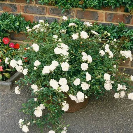 Bodendeckerrose 'Swany'®