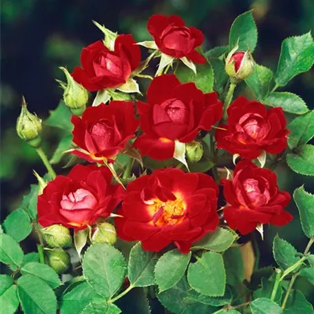 Rosa 'Meillandina'®
