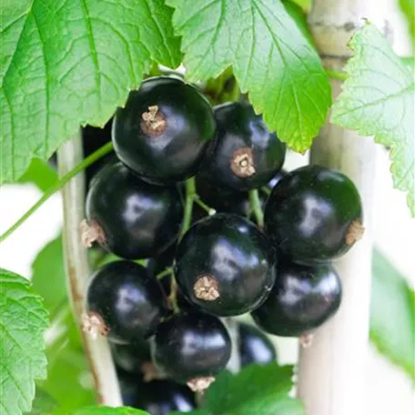 Johannisbeere 'Black Giant'