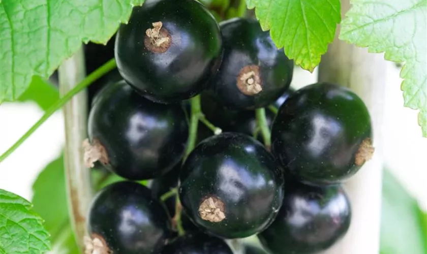Schwarze Johannisbeere 'Schwarze Perle'