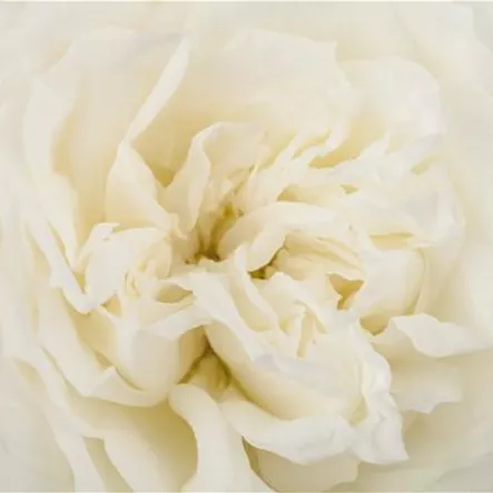 Bodendeckerrose 'Crystal Fairy' Bodendeckerrose 'Crystal Fairy'