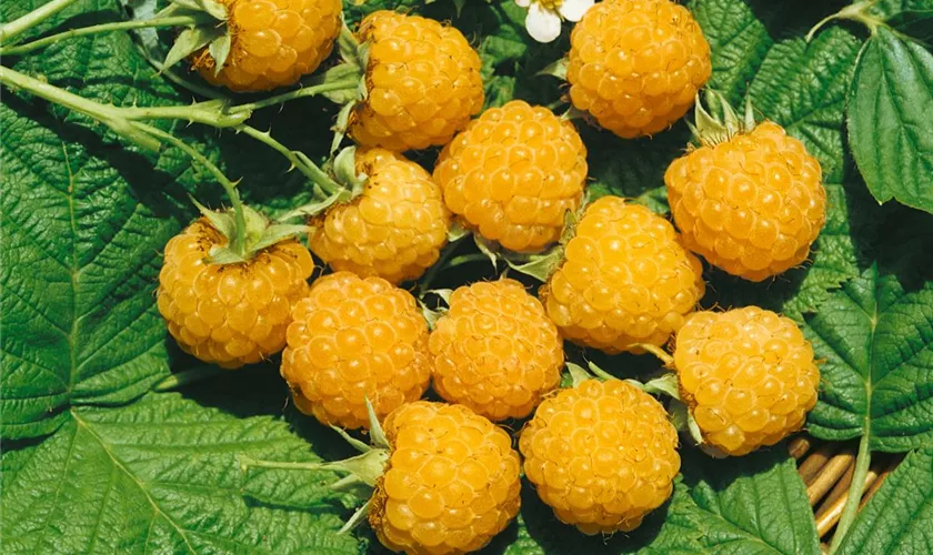 Rubus idaeus 'All Gold'