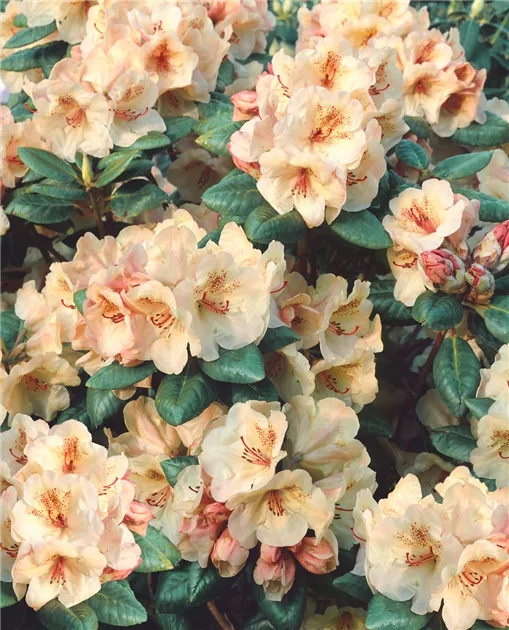 rhododendron rosata Harold Greer rhododendron main image 0