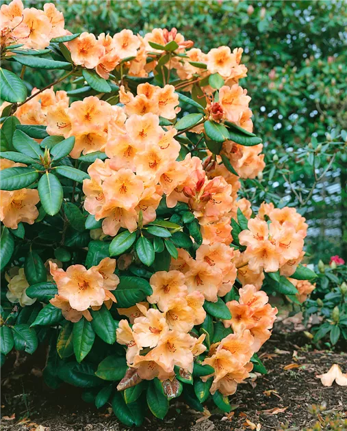 Rhododendron 'Viscy' Pflanze, Pflege & Tipps  Floragard