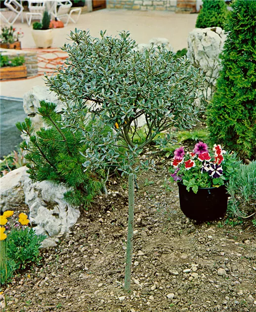 Salix helvetica Pflanze, Pflege & Tipps  Floragard