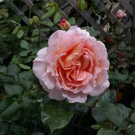 Beetrose 'Melli' Beetrose 'Melli'