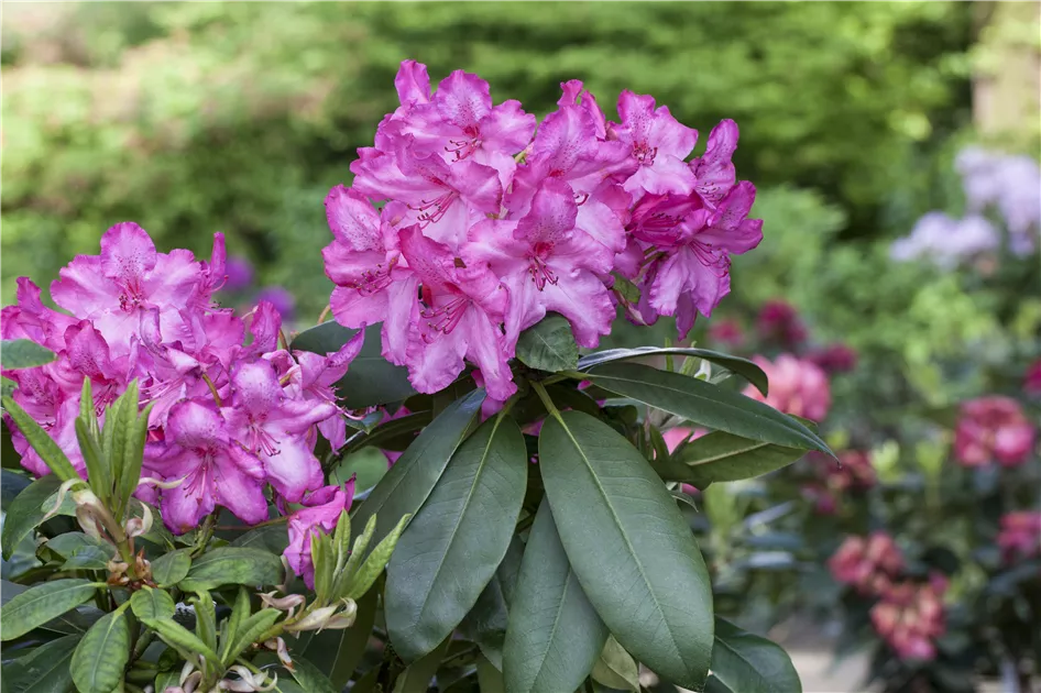 Rhododendron 'Walkre' Pflanze, Pflege & Tipps  Floragard