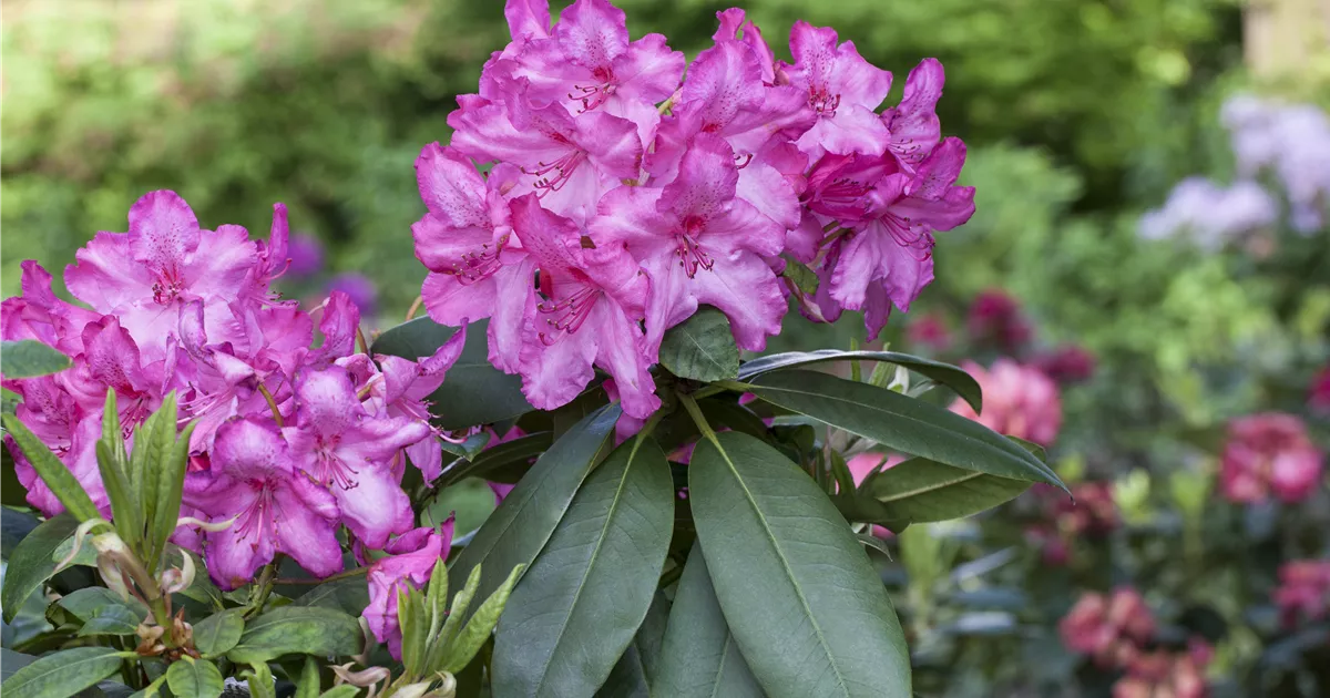 Rhododendron 'Walkre' Pflanze, Pflege & Tipps  Floragard