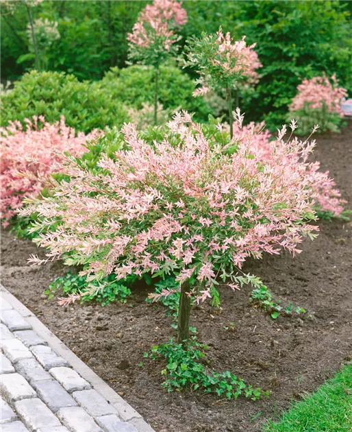 Harlekin-Weide 'Hakuro Nishiki' Pflanze, Pflege & Tipps  Floragard