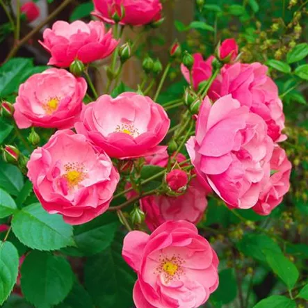 Rosa 'Angela'® Rosa 'Angela'®