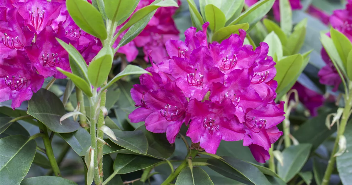 rhododendron morgenrot Rhododendron Morgenrot – Spanne Plantesalg main image 0