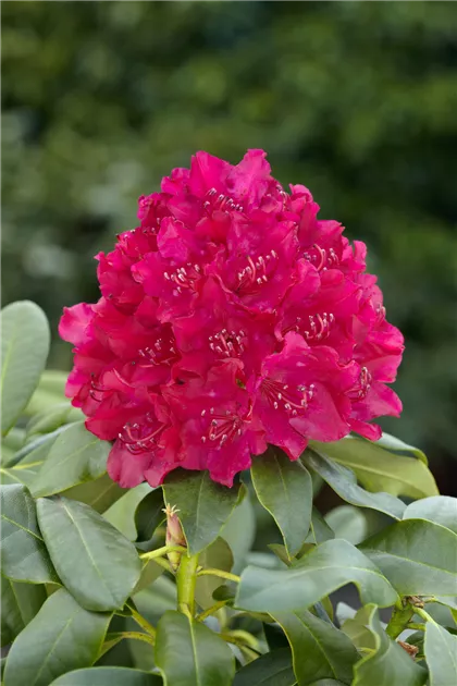 rhododendron sales Southgate Brandi Rhododendron main image 1