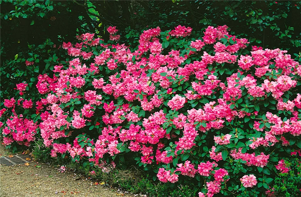 Rhododendron williamsianum (Wildart) Pflanze, Pflege & Tipps  Floragard