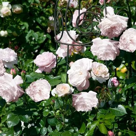 Rosa 'Herkules'® Rosa 'Herkules'®