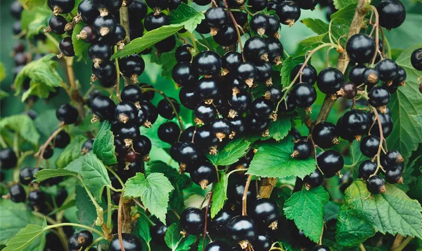Ribes nigrum 'Invigo', Stamm