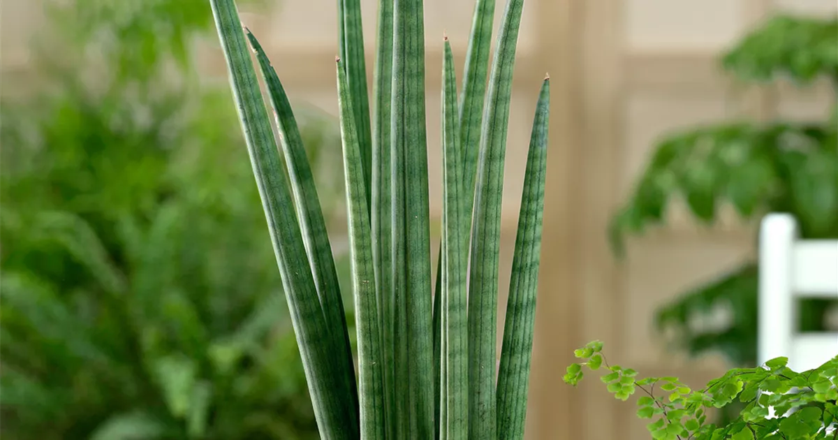Bogenhanf 'Fan' Pflanze, Pflege & Tipps  Floragard