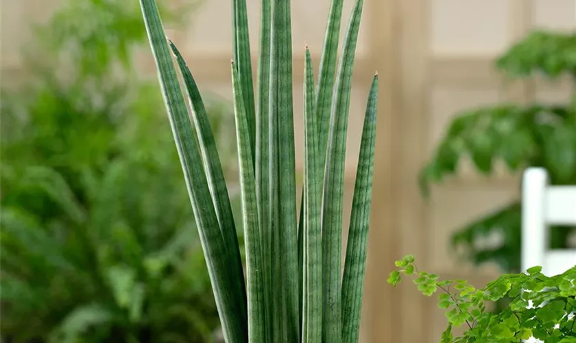 Sansevieria cylindrica 'Fan'