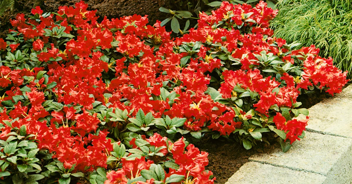 Rhododendron repens 'Elvira' Pflanze, Pflege & Tipps Floragard