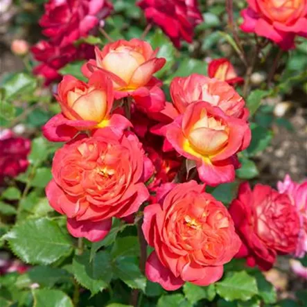 Beetrose 'Midsummer' Beetrose 'Midsummer'