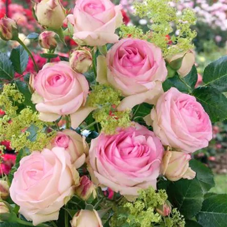 Kletterrose 'Mini Eden Rose'® Kletterrose 'Mini Eden Rose'®