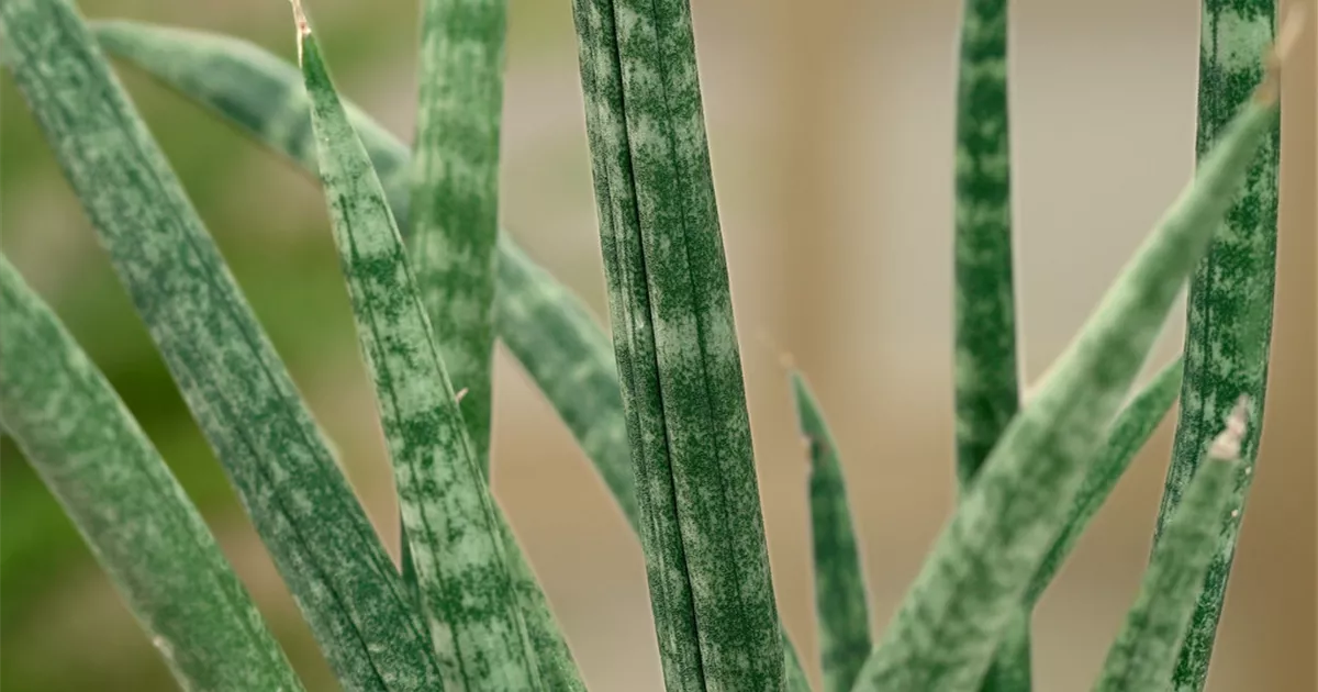 sansevieria star green Sansevieria Hahnii Emerald Star | Snake Plant