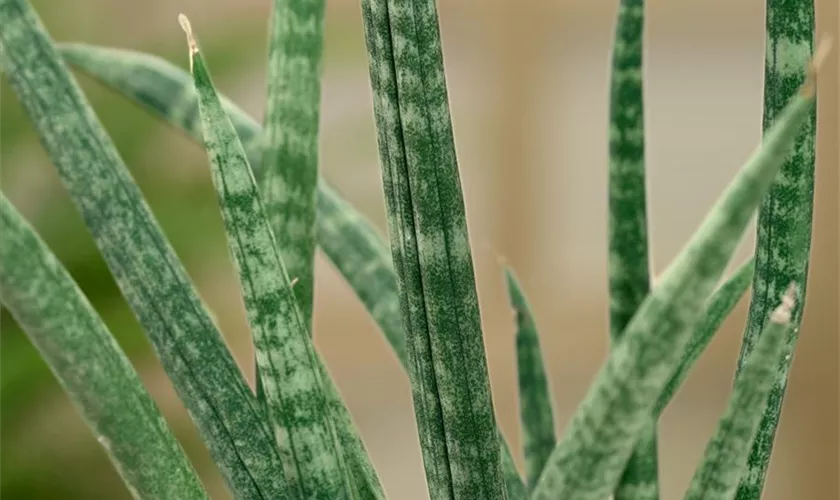 Sansevieria cylindrica 'Musica'