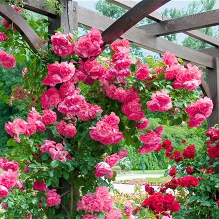 Kletterrose 'Dornröschens Liebe' Kletterrose 'Dornröschens Liebe'