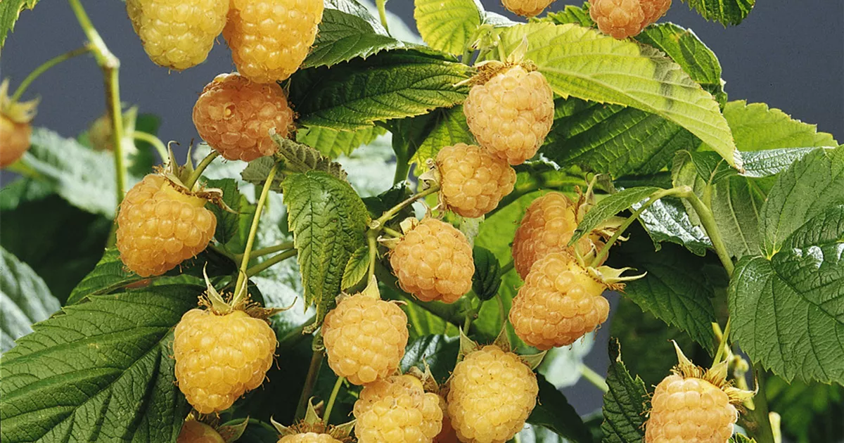 Himbeere 'Golden Queen' Pflanze, Pflege & Tipps Floragard