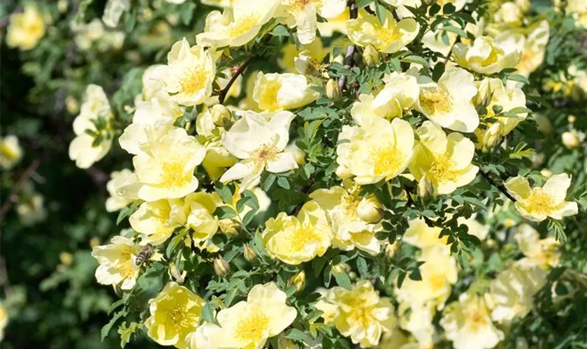 Rosa hugonis