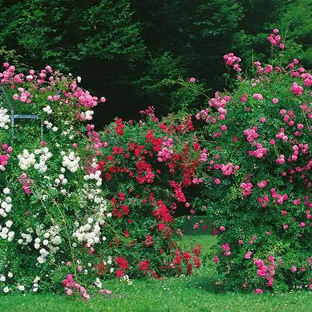 Kletterrose 'Dorothy Perkins' Kletterrose 'Dorothy Perkins'