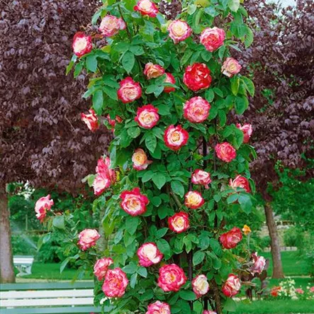 Edelrose 'Double Delight' Edelrose 'Double Delight'