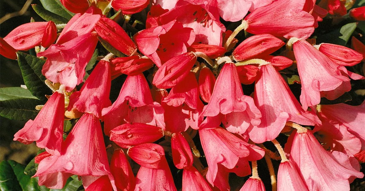 Rhododendron 'Winsome' Pflanze, Pflege & Tipps  Floragard