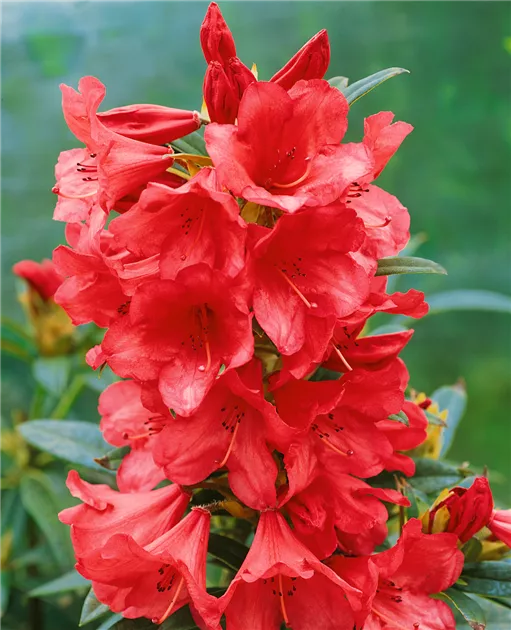 Rhododendron 'Winsome' Pflanze, Pflege & Tipps  Floragard
