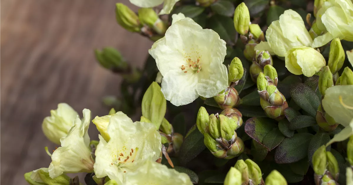 rhododendron juniduft Rhododendron viscosum 'Juniduft' (Rhododendron viscosum 'Juniduft') hier  günstig kaufen – Mitteldeutsche-Baumschulen main image 0