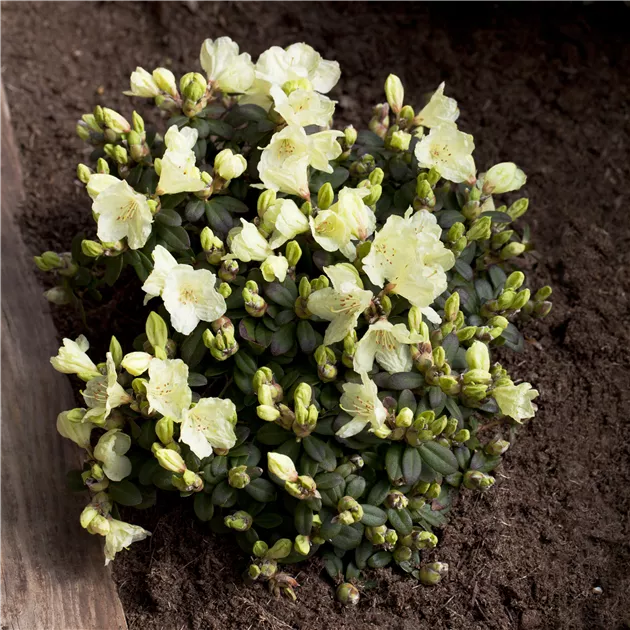Keiskei-Rhododendron 'Wren' Pflanze, Pflege & Tipps  Floragard