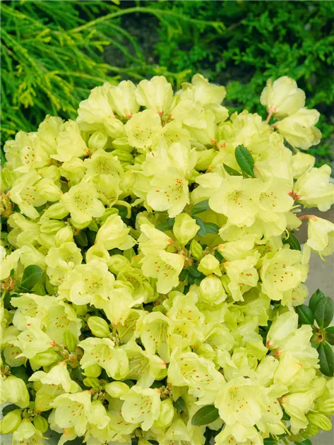 Keiskei-Rhododendron 'Wren' Pflanze, Pflege & Tipps  Floragard