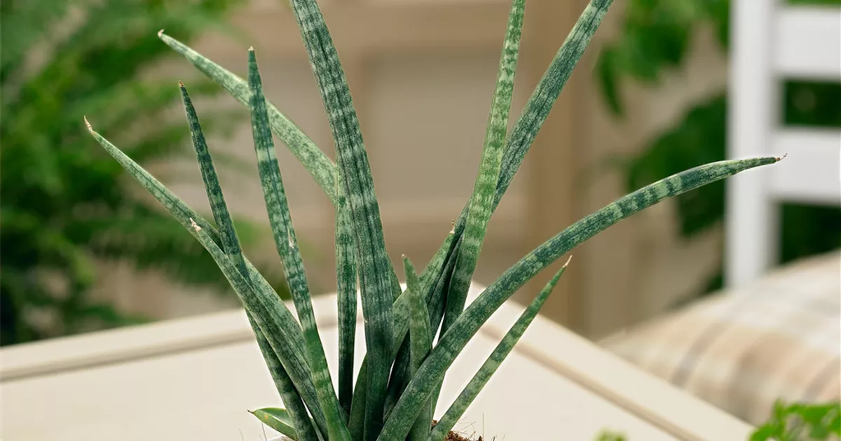 snake leaf plant Buy Sansevieria Zeylanica, Snake Plants main image 0
