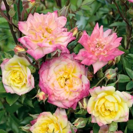 Rosa 'Baby Maskerade' Rosa 'Baby Maskerade'