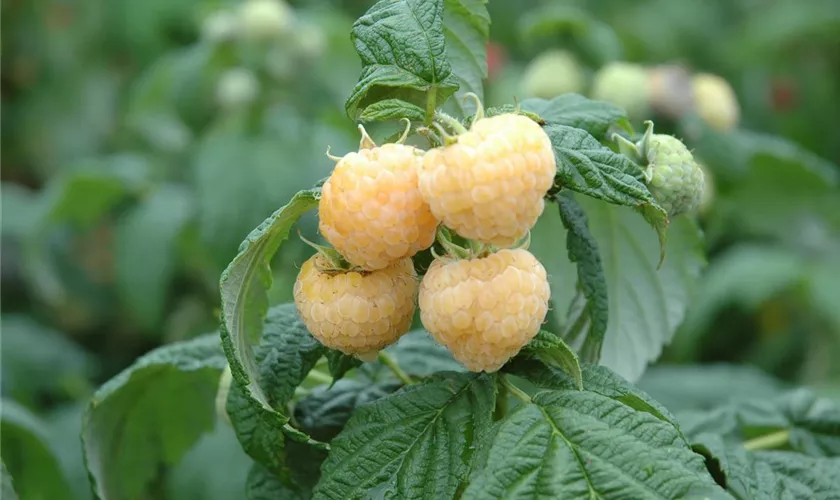 Rubus idaeus, gelb