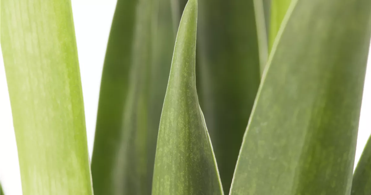 Sansevieria kirkii 'Friends' Pflanze, Pflege & Tipps  Floragard