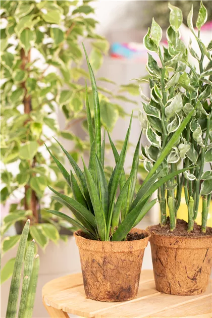 thuja smaragd schatten Jetzt Lebensbaum 'Smaragd' online kaufen bei Bohlken Pflanzenversand   Bohlken Pflanzenversand GbR