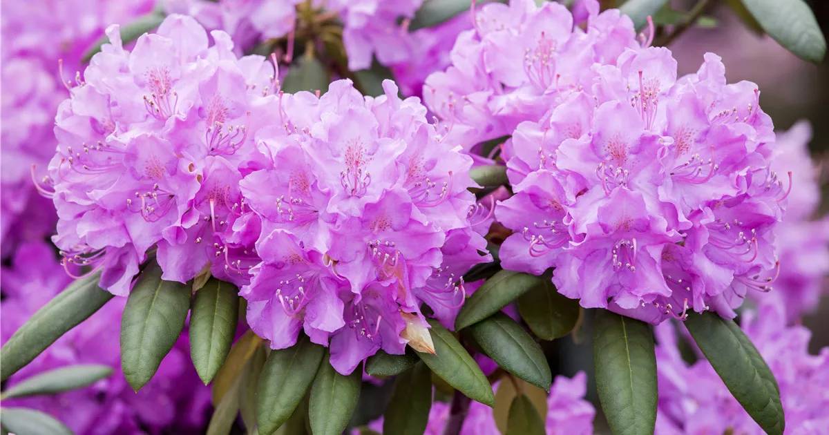 Rhododendron-Hybride 'Roseum Elegans' Pflanze, Pflege & Tipps  Floragard