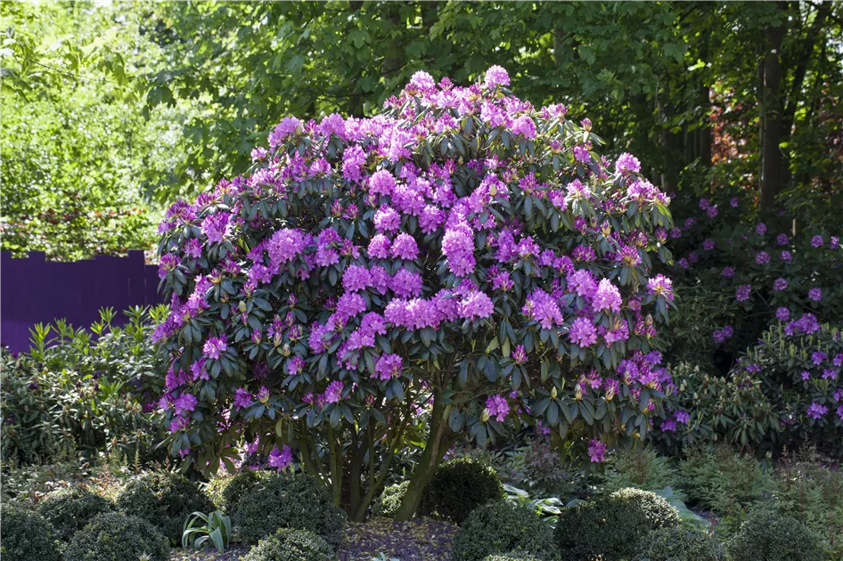 Rhododendron-Hybride 'Roseum Elegans' Pflanze, Pflege & Tipps  Floragard