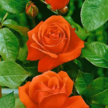 Beetrose 'Duftwolke'® Beetrose 'Duftwolke'®