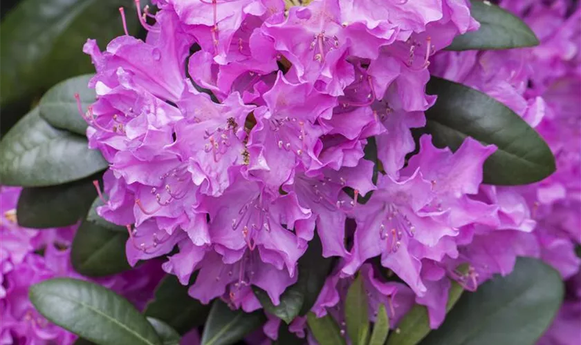 Rhododendron 'Roseum Superbum'