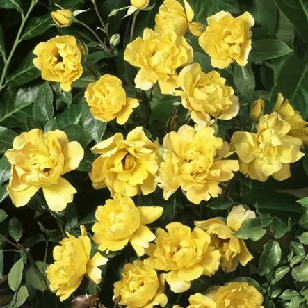 Kletterrose 'Dukat'® Kletterrose 'Dukat'®